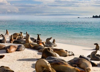 Gardener Bay Sealions) 
