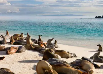 Gardener Bay Sealions) 