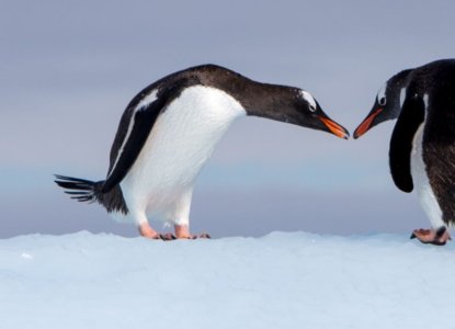 How to Find the Best Antarctica Cruise Operators How to Find the Best Antarctica Cruise Operators