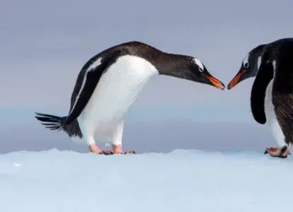 How to Find the Best Antarctica Cruise Operators 