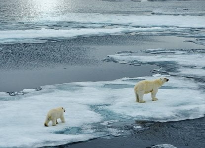 Polar Bear on Icefloe) 