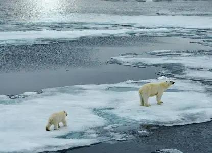 Polar Bear on Icefloe) 