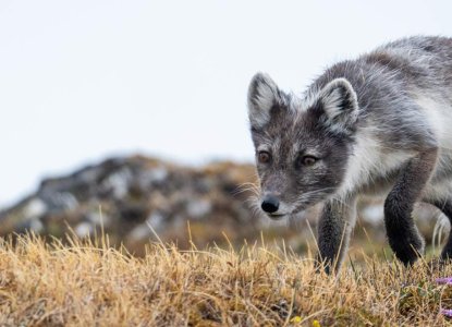  Arctic-fox-Iceland-HERO 