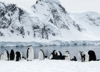  Chinstrap-Penguin-colony-in-Pristine-spring-snowy-mountains-HERO 