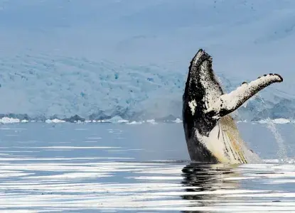 Humpback Whale vertical breaching in antarctica waters) 