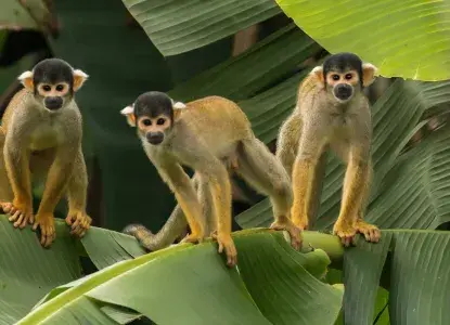 Squirrel Monkey in Amazon Rainforest) 