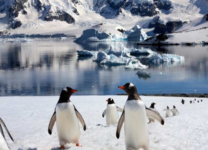 Penguins in Antarctica) 