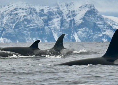  Tromso-fjord-whales-HERO 