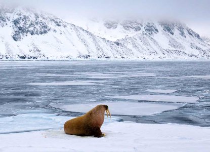 Think polar & south america think chimu 