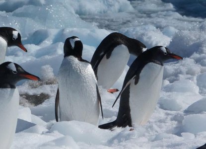  antarctica-hero-new-size-10 