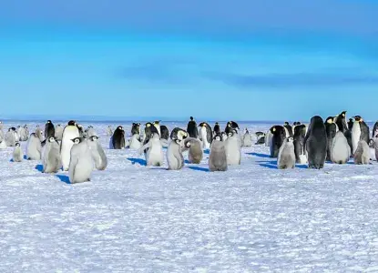  Emperor-Penguin-colony-with-chicks-Ross-Sea-HERO.jpg 