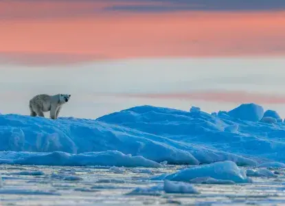  Polar-bear-sunset-HERO.jpg 