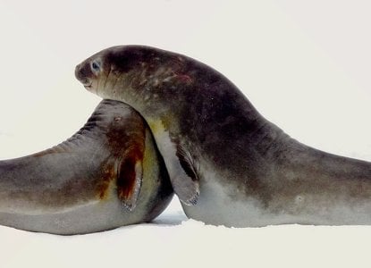  antarctica-hero-new-size-6 