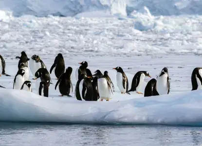 Gentoo Penguin Group on Iceberg in Antarctica in pristine early spring snow) 