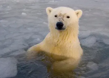  Polar-Bears-in-Brash-Ice_Ellesmere-Island_CA_HERO.jpg 