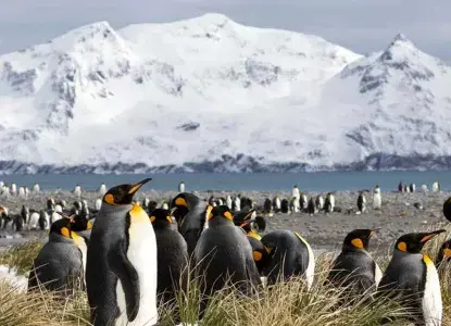 South Georgia King Penguins close up with Snowy mountain in the background) 