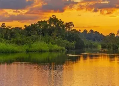Amazon rainforest 