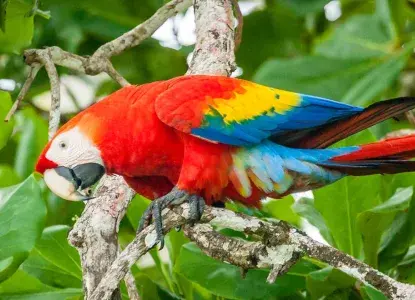 scarlet macaw on a tree in Corcovado National Park) 