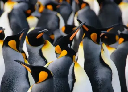 Why Visit South Georgia On Your Antarctica Cruise Why Visit South Georgia On Your Antarctica Cruise