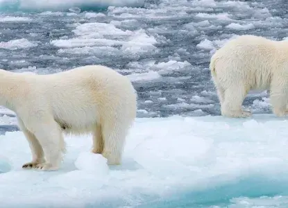 Polar-Bear-duo_SV_G_CA_NWP-HERO.jpg Polar-Bear-duo_SV_G_CA_NWP-HERO.jpg