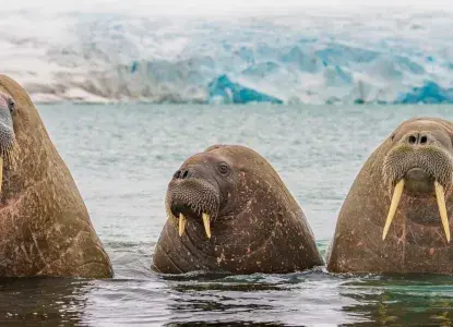 Arctic-walrus-HERO.jpg Walrus in the Arctic)