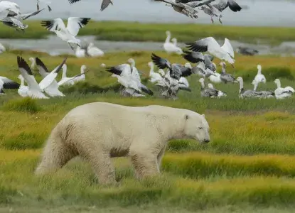 CHURCHILL-WILD_Polar-Bear-with-Snow-Geese_photocredit-Charles-Glatzer-HERO.jpg Canadian Arctic expedition cruise
