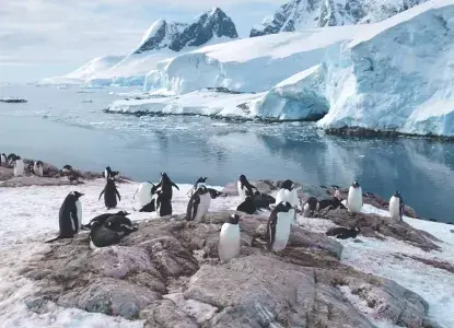 Classic-antarctica-penguin-panorama.jpg Antarctic Panorama)