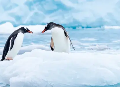 Couple-of-penguins-on-ice.jpg Pair of Gentoo Penguins on ice in Antarctica)