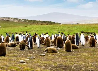 King-Penguin_Falklands-HERO.jpg King Penguin colony on very green Falkland Islands)
