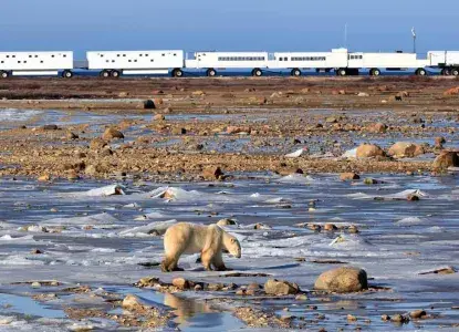 Polar-Bear-with-Tundra-Buggy-Lodge_Churchill_Manitoba_CA-HERO.jpg Canadian Arctic expedition cruise