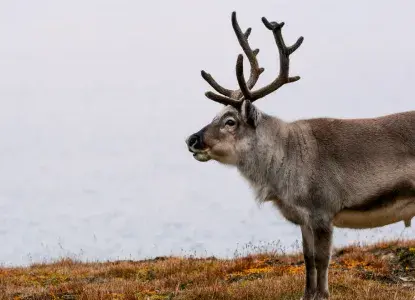 Reindeer in Svalbard) 
