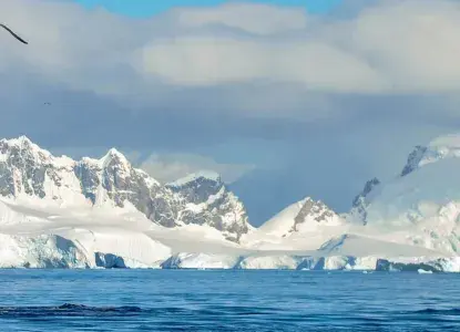 Whale Tale in Antractica) 