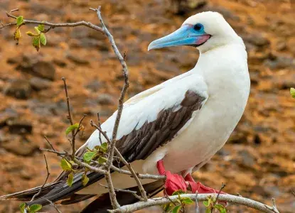genovesa-red-footed-booby-HERO.jpg genovesa-red-footed-booby-HERO.jpg