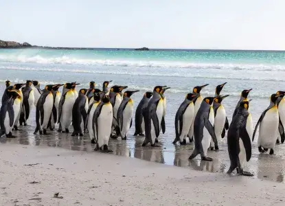 King-Penguin-group_Volunteer-Beach_Falkland-Islands-HERO.jpg King Penguis)