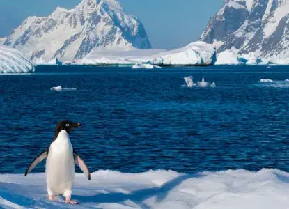 Lonely penguin) 