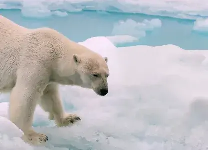 Polar-Bear_Floating-Ice_SV_G_CA_NWP-HERO.jpg Polar-Bear_Floating-Ice_SV_G_CA_NWP-HERO.jpg