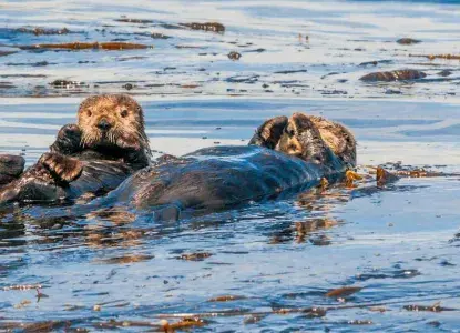 Sea-otter-pair-in-kelp_Aleutian-Islands_Alaska_USA-HERO.jpg Sea Otters in Kelp)