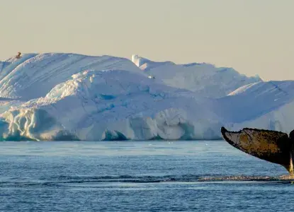 Whale-tale-iceberg-HERO.jpg Whale-tale-iceberg-HERO.jpg