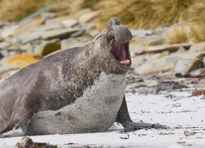 10 Fun Facts About Elephant Seals