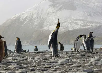 scattered king penguins along a rocky landscape in the foreground with a snow covered mountain in the background) 