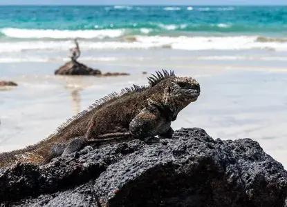 Marine Iguana on a rock, Galapagos Islands) 