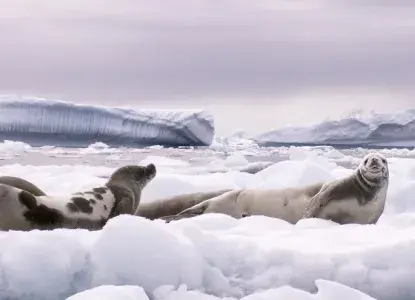 Group of 3 crabeater seals on iceberg in icy waters in Antarctica ) 