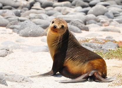 Sea Lion on the beach in the Galapagos Islands ) 