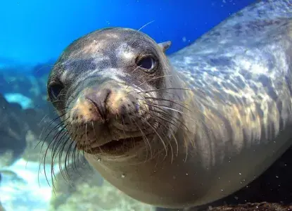 Sea Lion in the Galapagos Islands ) 