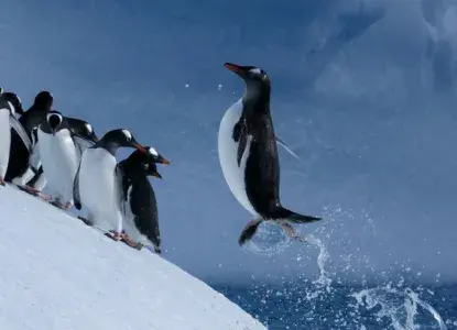  Gentoo%20Penguins%20hero2_1.jpg 