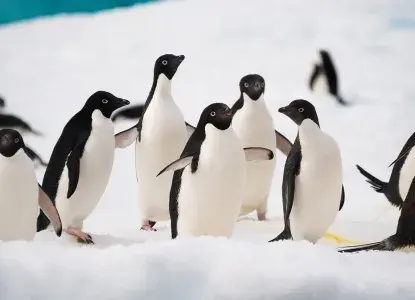 penguins in South Georgia 