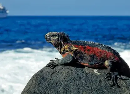 Marine Iguana on a rock, Galapagos Islands) 