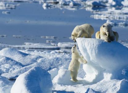  Pola-bear-cups-in-Svalbard 