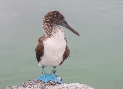 blue2.jpg blue2.jpg