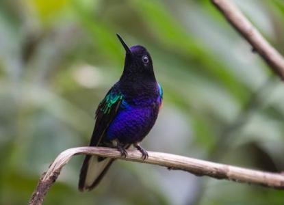 mashpi%20colibri%20pan